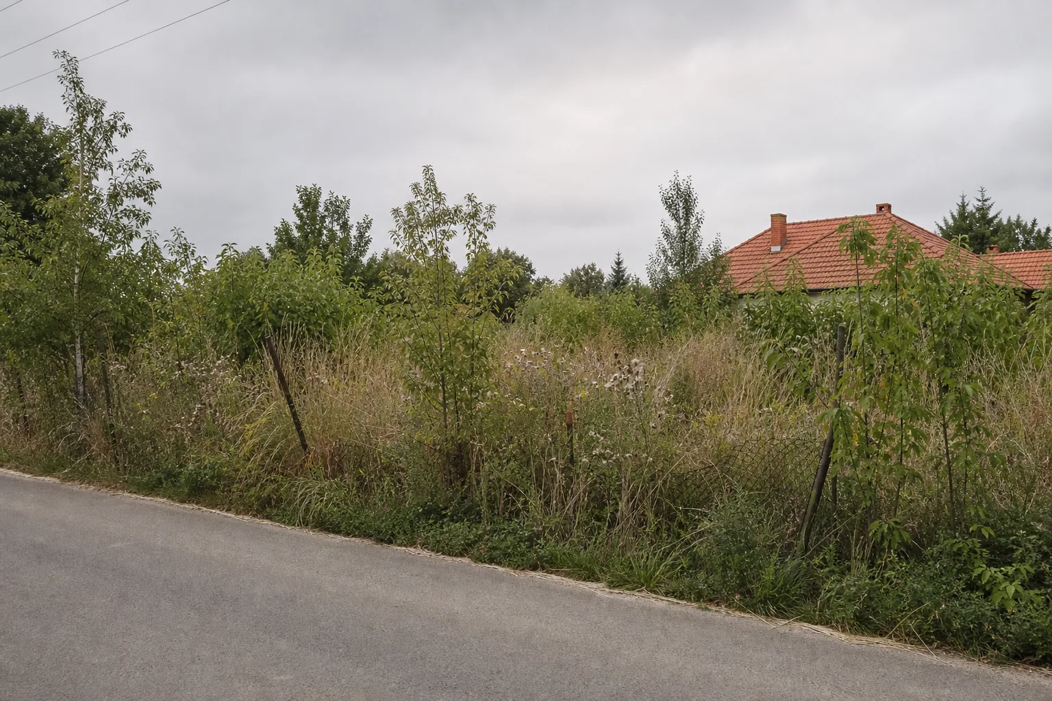 Benőtt, elhanyagolt telek a bozótirtás előtt